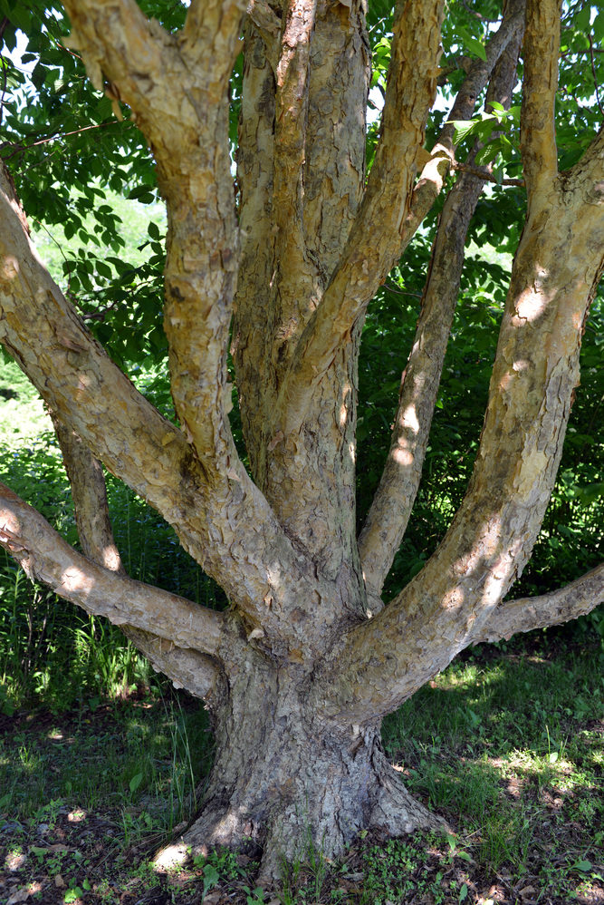 Mature multi-stemmed trunk.