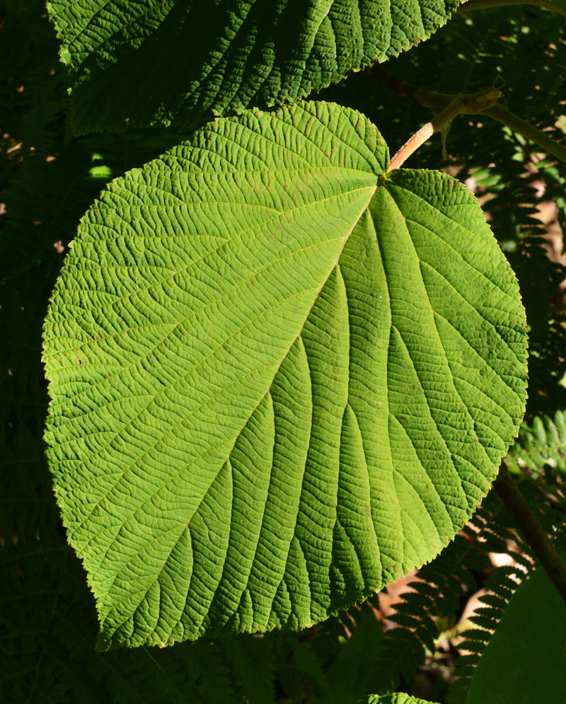 Large simple leaf.