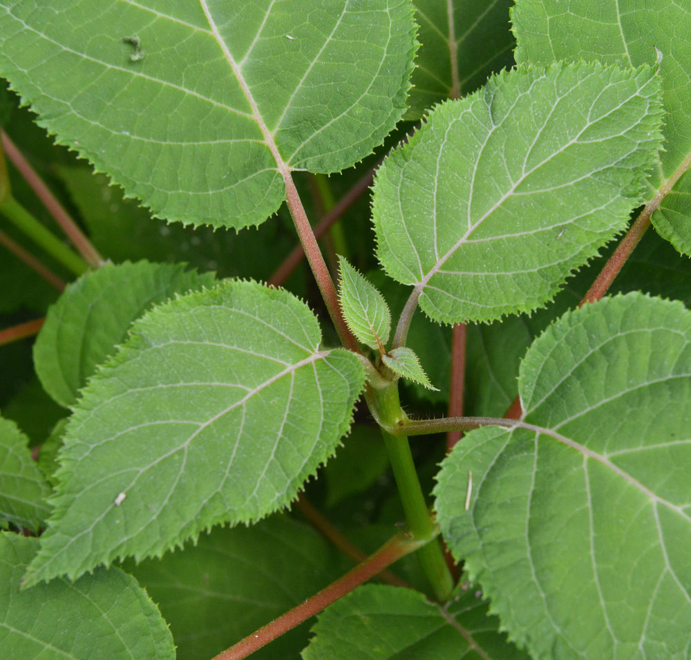 Large leaves in opposite arrangement.