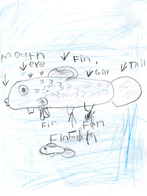 Kindergarten - Animals Two by Two: Goldfish. Illustrations by students from the Boston Teachers Union School, 2013