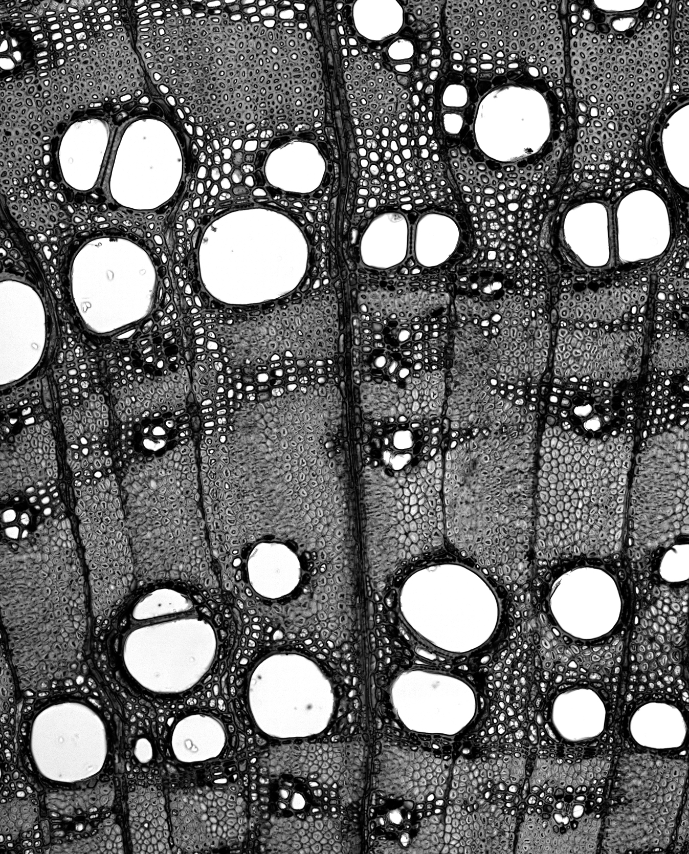 Wood cross section under magnification