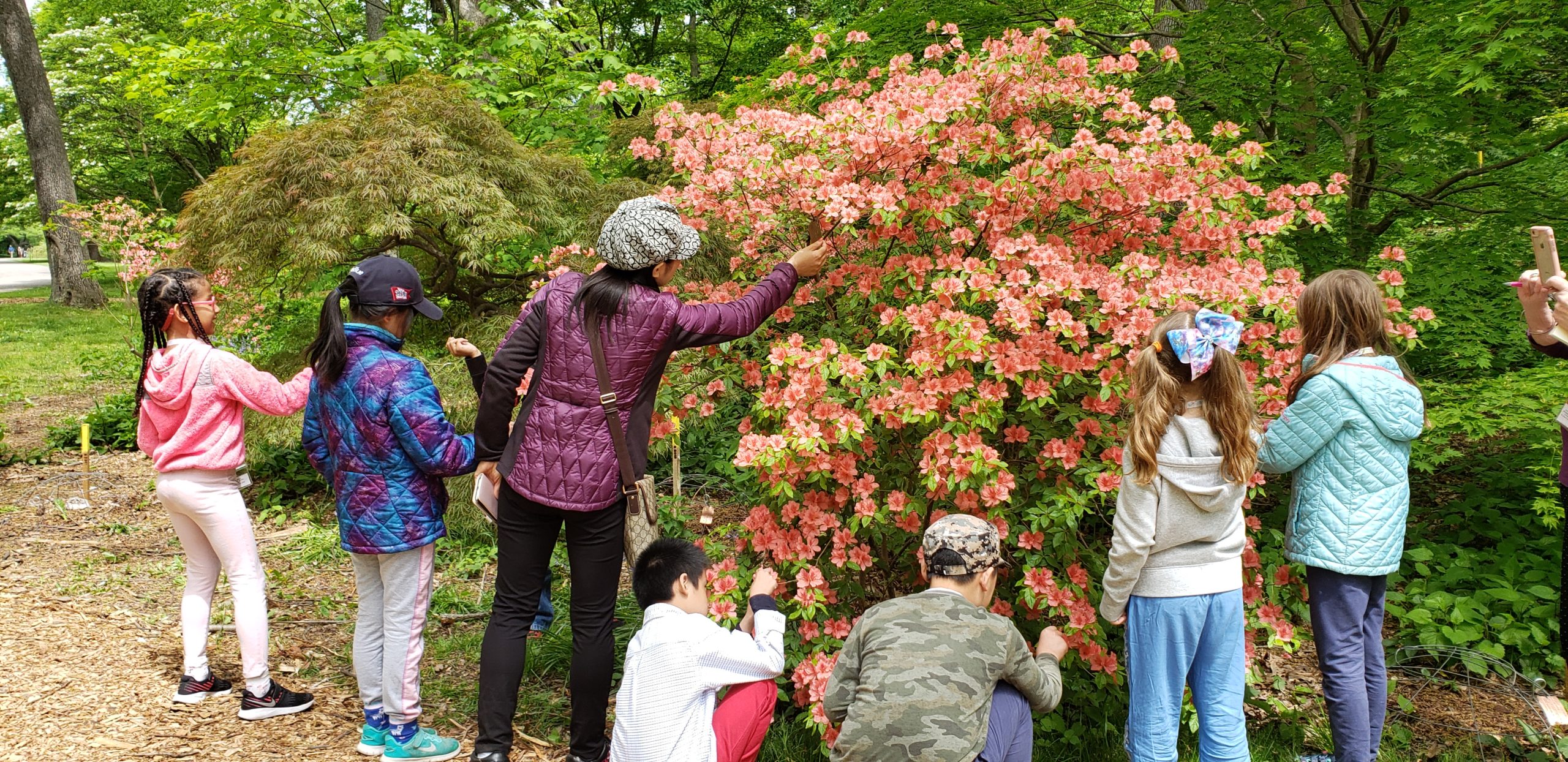 Group of students and teacher around an Azalea in bloom