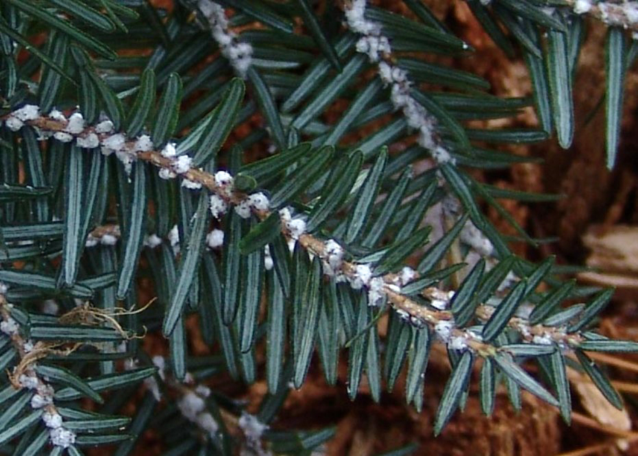 Hemlock Woolly Adelgid