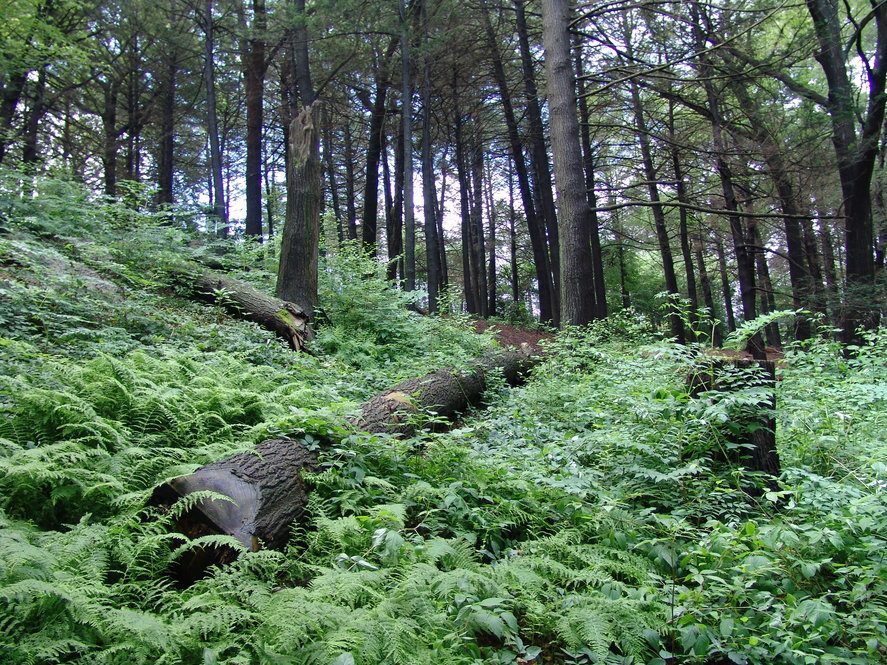 Leafy undergrowth in a hemlock forest