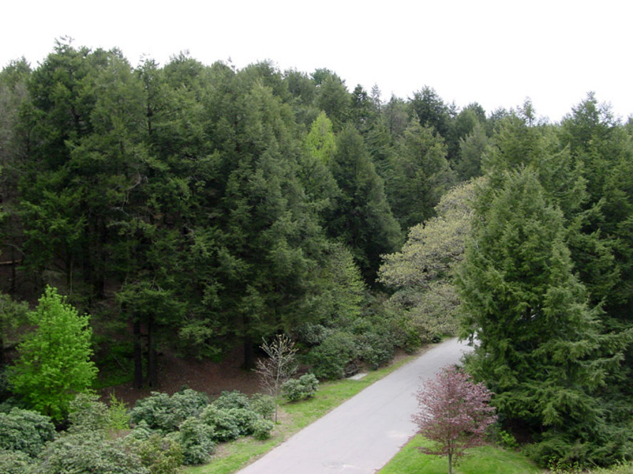 Hemlock Hill