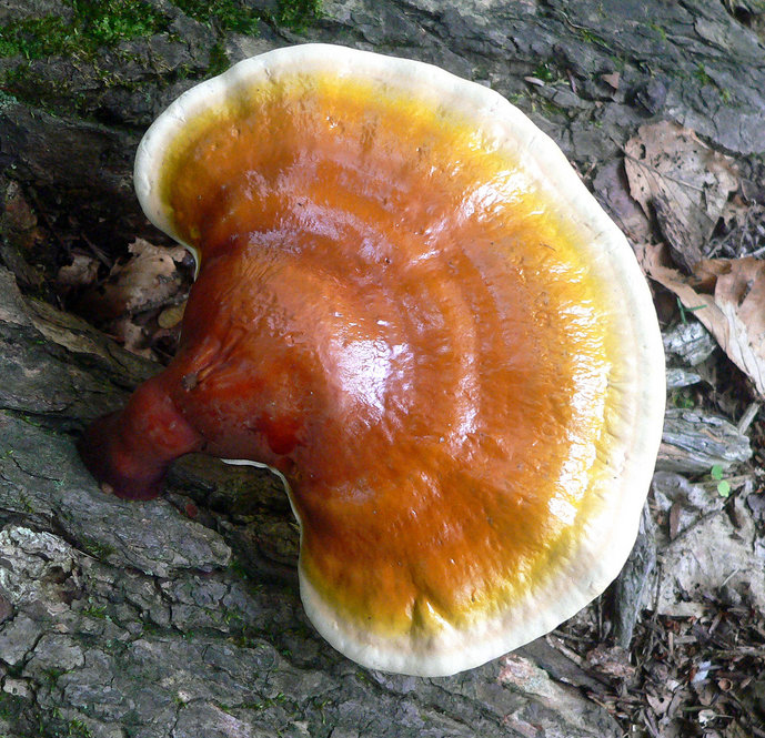 Brown hemlock varnish shelf mushroom forwing out of a stump