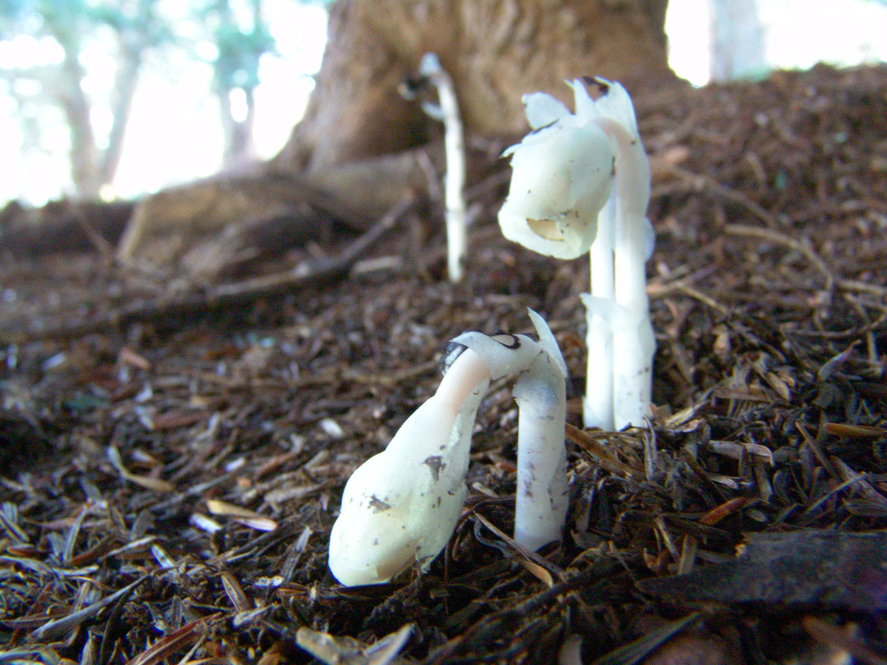 Small white parasitic plants (Indian Pipe) growing up from the ground