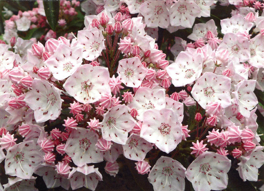 Pink Mountain Laurel flowers
