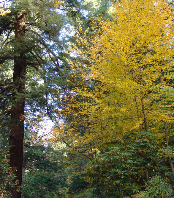 Hemlock and sweet birch in fall