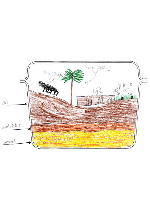 Child's drawing of a terrarium