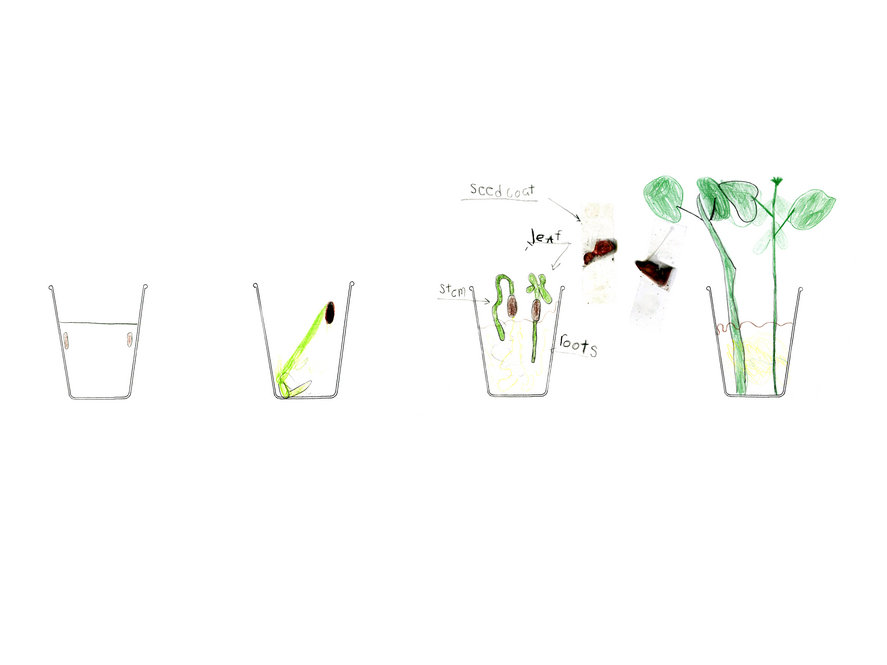 Drawing of a plant growing in a cup