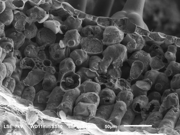 Leaf cross-section