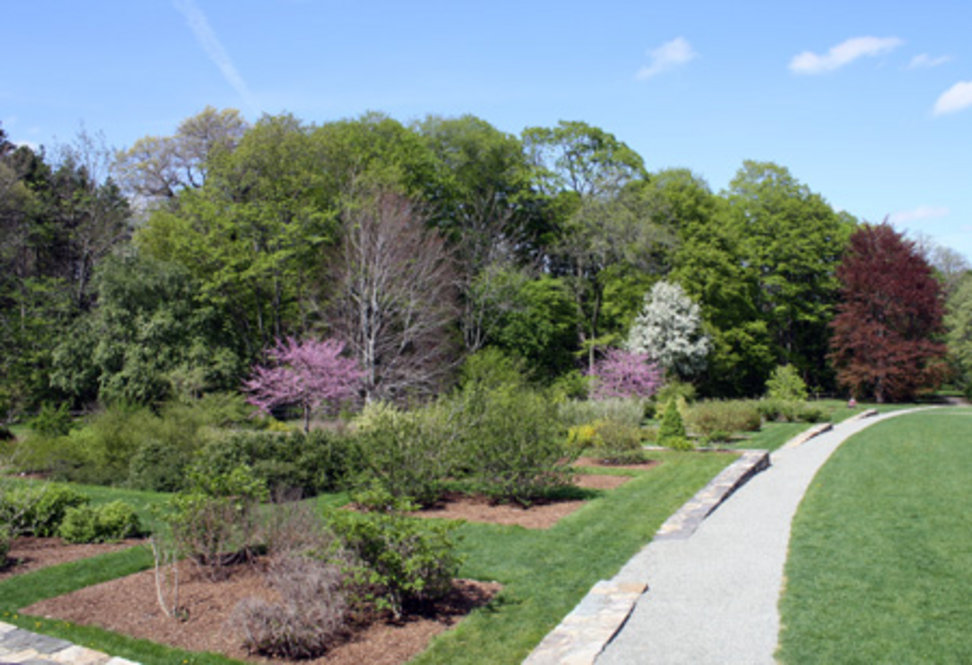 Leventritt Garden at the Arnold Arboretum in spring bloom.