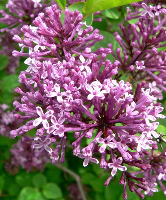 Litteleaf Lilac (Syringa pubescens ssp. microphylla)