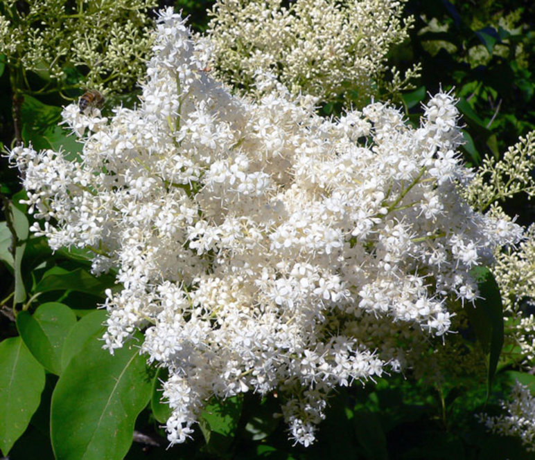 Japanese Tree Lilac (Syringa reticulata)
