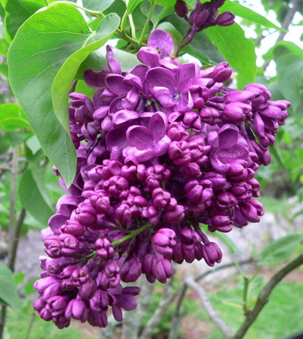 Syringa vulgaris 'Arch Mckean'