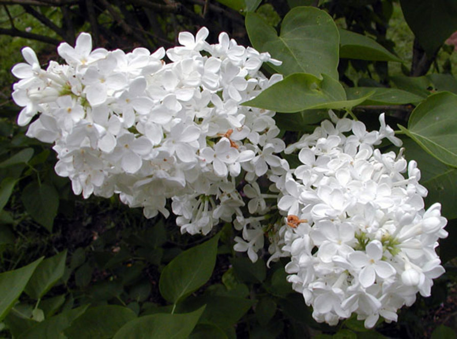 Syringa vulgaris 'Bridal Memories'