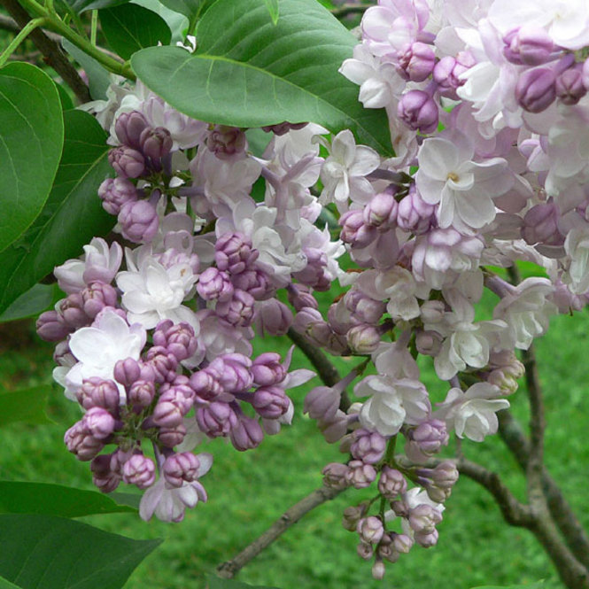 Syringa vulgaris 'Krasavitsa Moskvy'