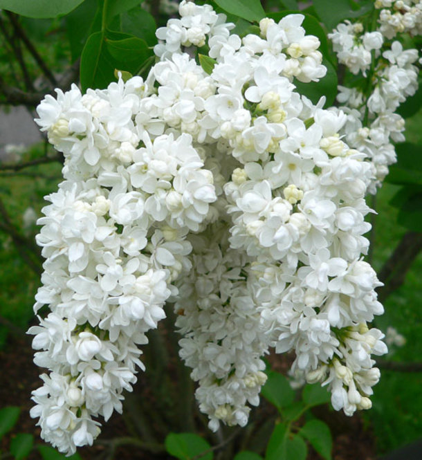 Syringa vulgaris 'Miss Ellen Willmott'