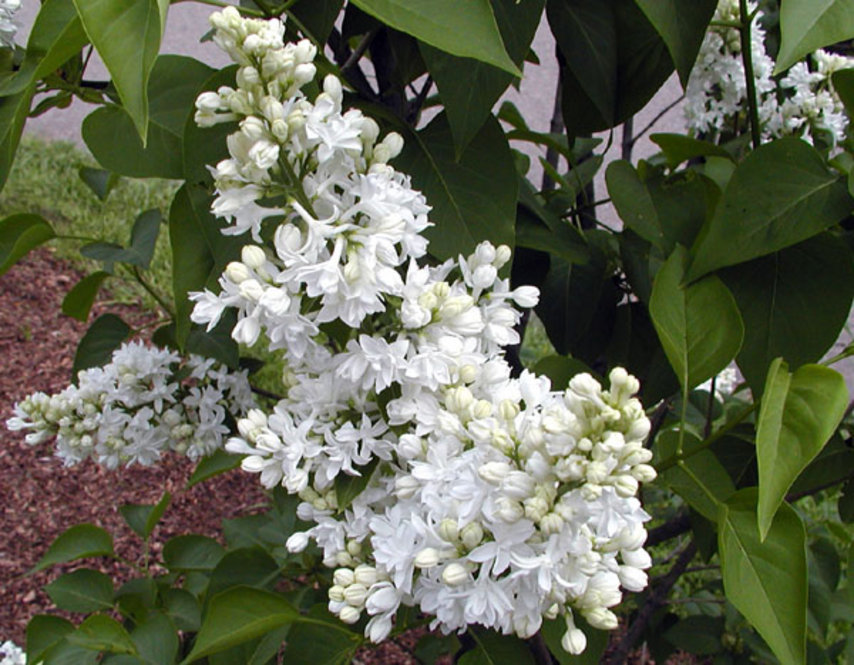 Syringa vulgaris 'Mme Lemoine'