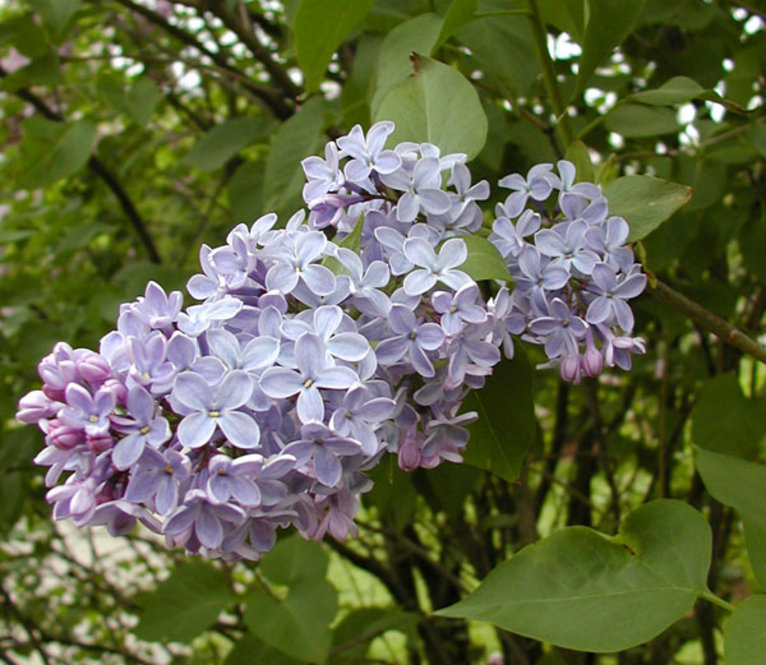 Syringa vulgaris 'President Lincoln'