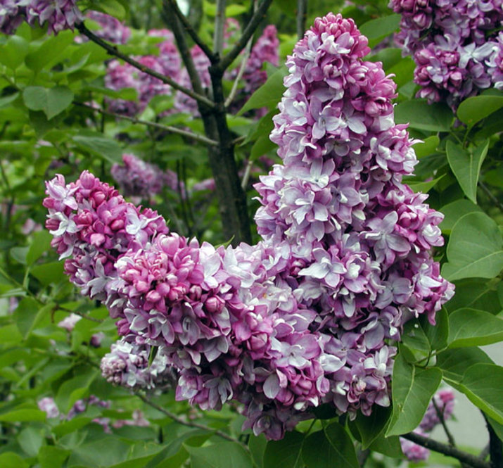 Two cones of pink and magenta lilacs over a leafy background