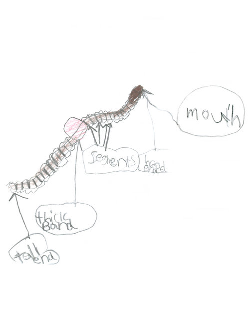Child's drawing of a worm