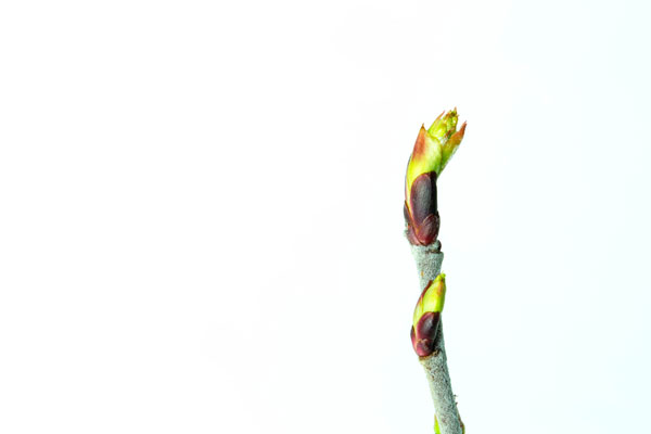 Lyonia ligustrina
