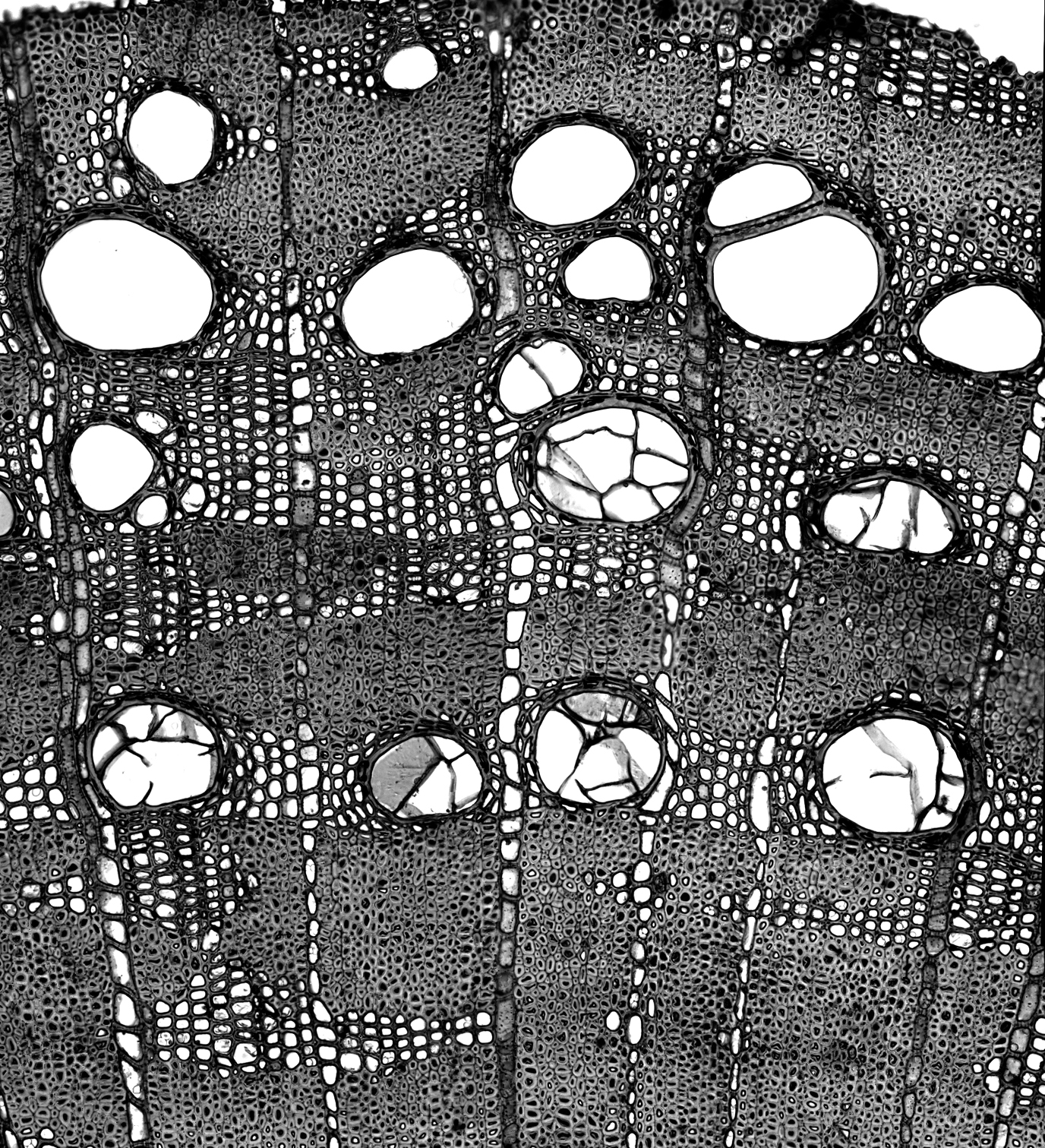 Wood cross section under magnification
