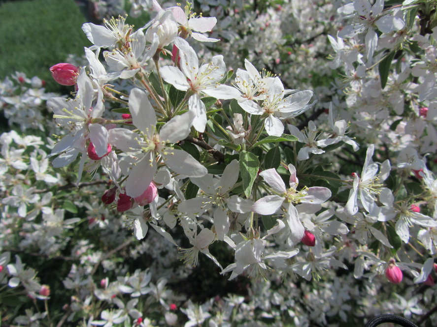 Malus x zumi (variant) in flower