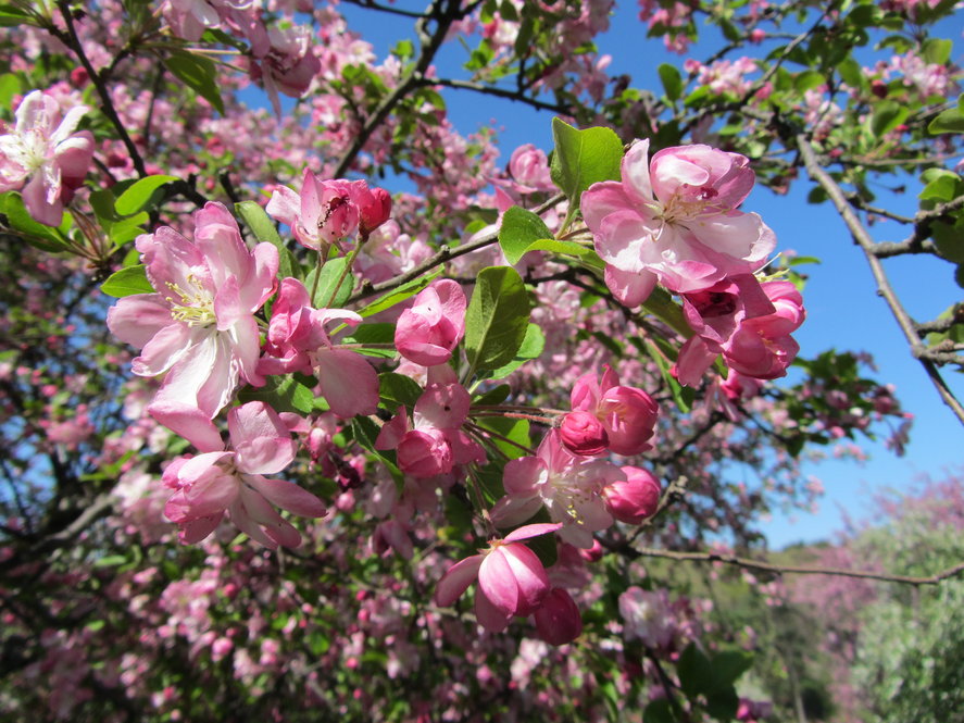 Flowers of Malus'Dorothea'
