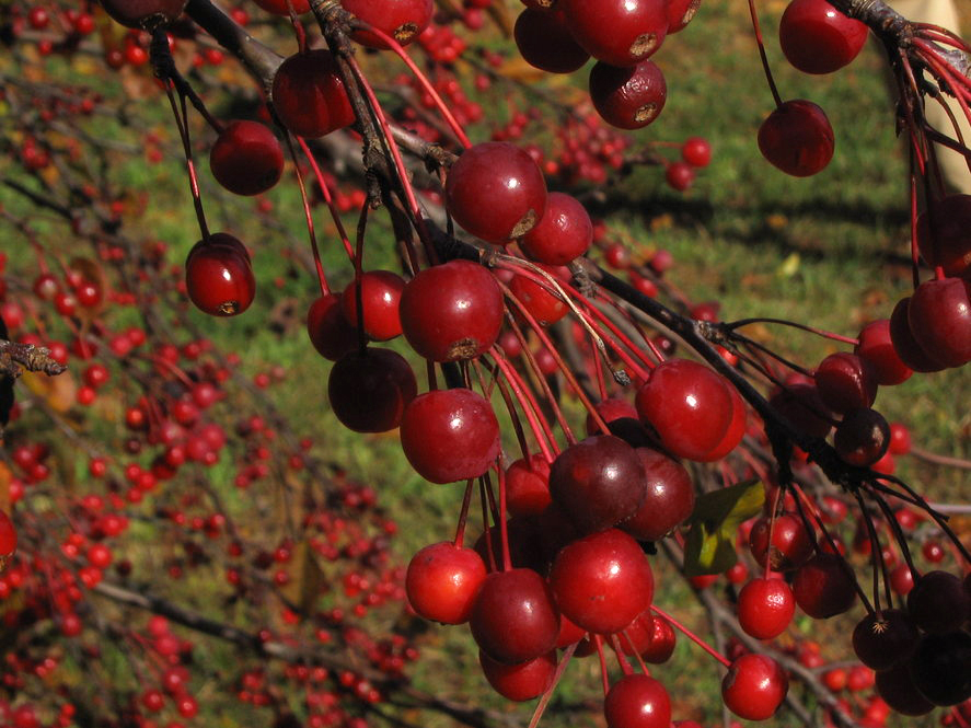 Fruit of Malus 'Donald Wyman'