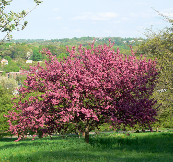 Malus 'Purple Prince' in bloom