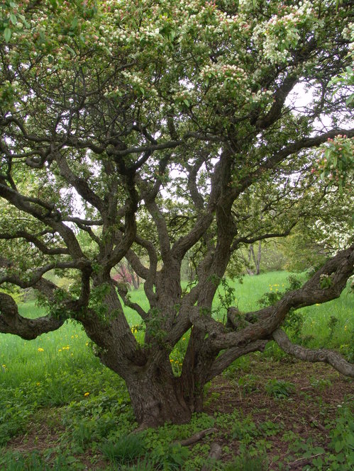 Malus sylvestris x lancifolia