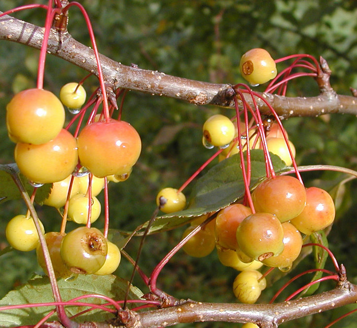 Malus species