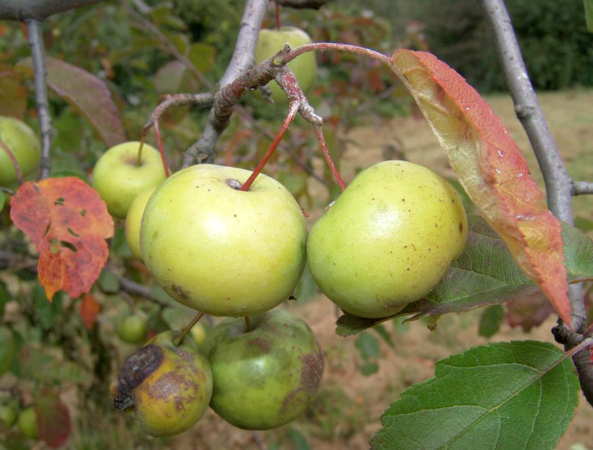 Malus ioensis
