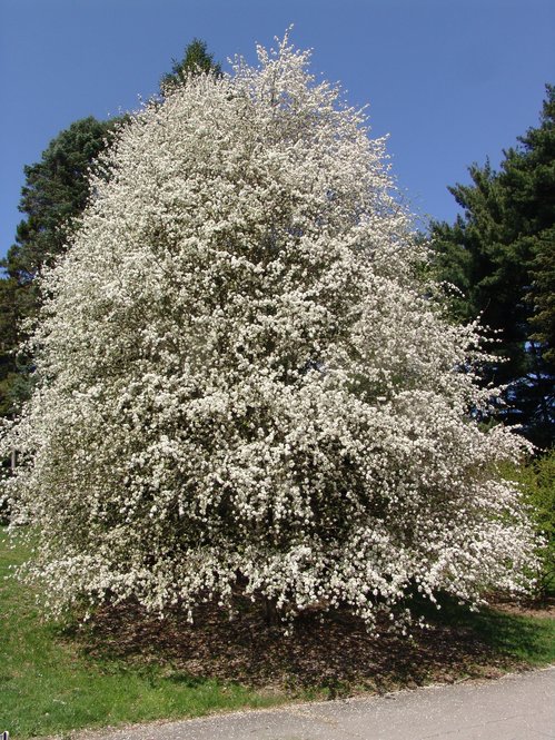 Malus orientalis