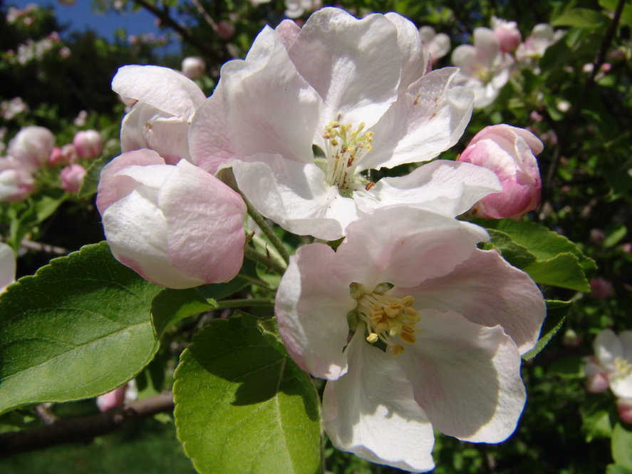Malus pumila