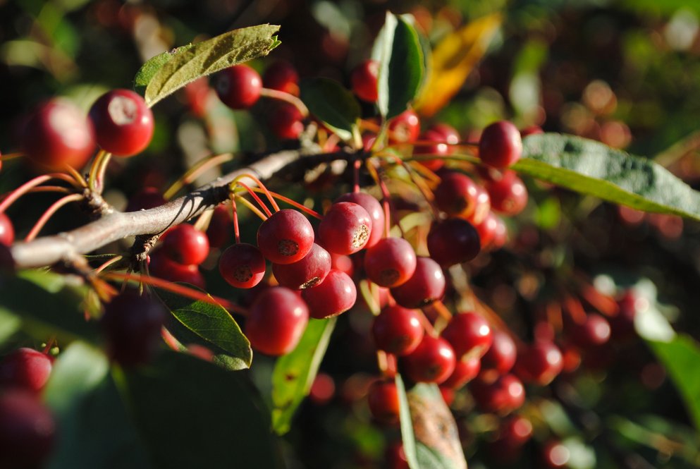 Malus sargentii