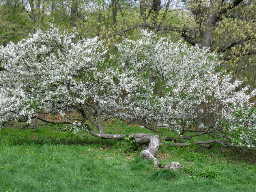 Malus spontanea