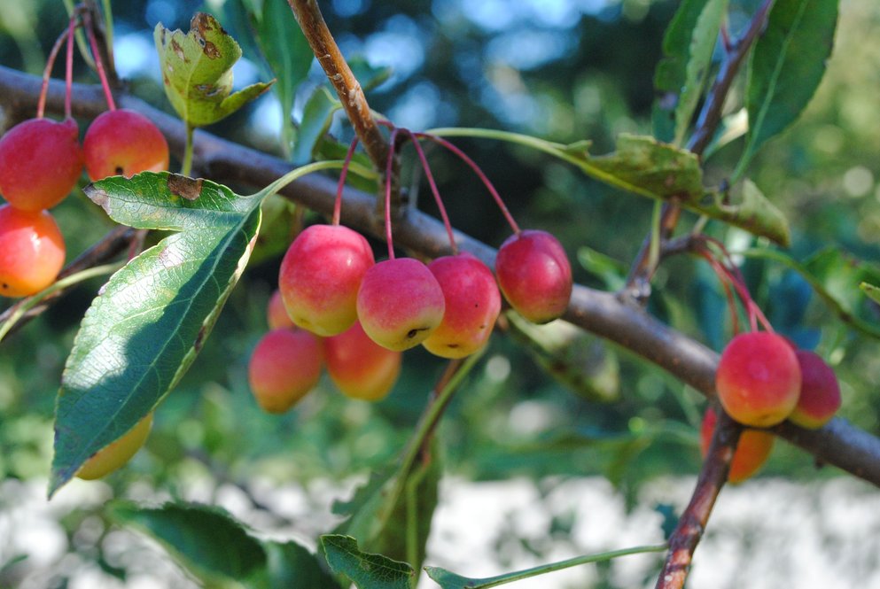 Malus toringoides 202-2001*A