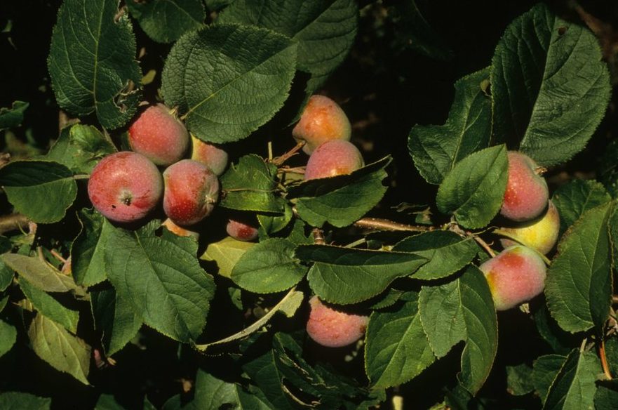 Malus yunnanensis