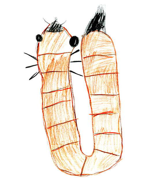 Child's drawing of a mealworm