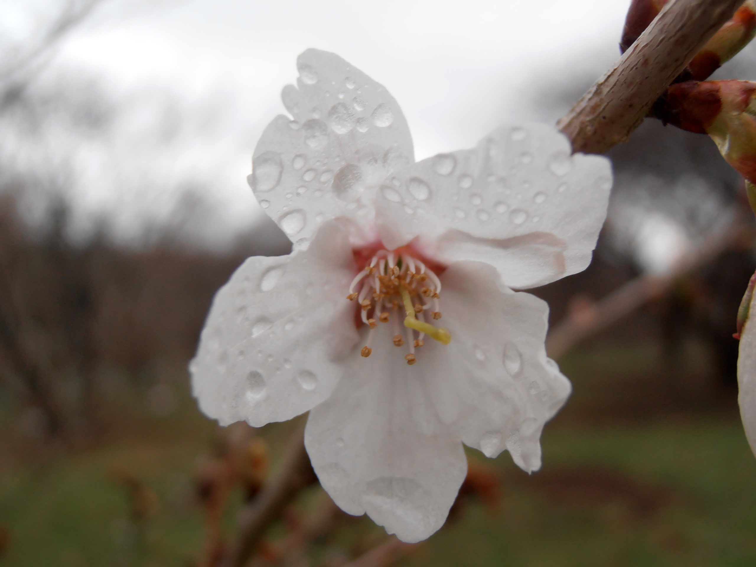 Prunus incisa