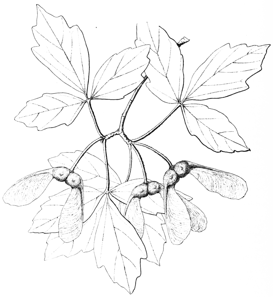 Illustration of paperbark maple by Charles Faxon