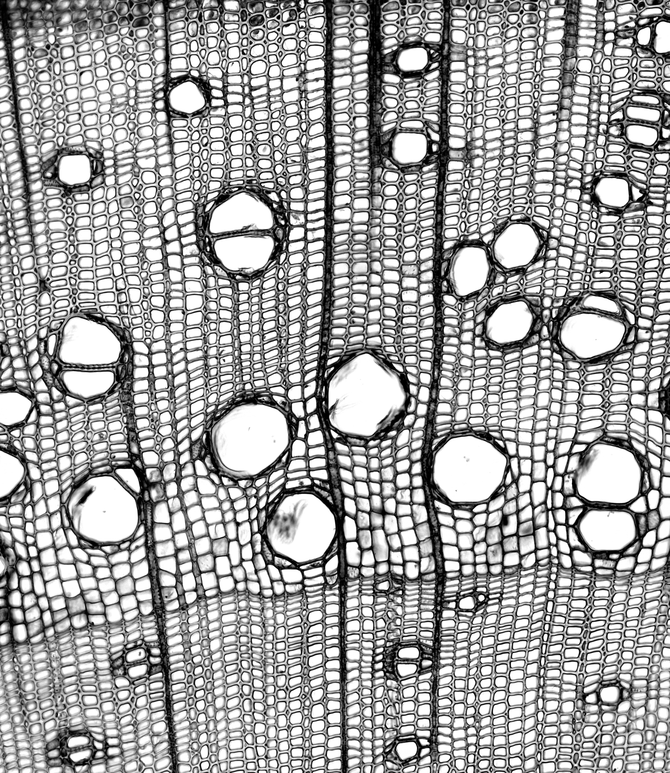 Wood cross section under magnification