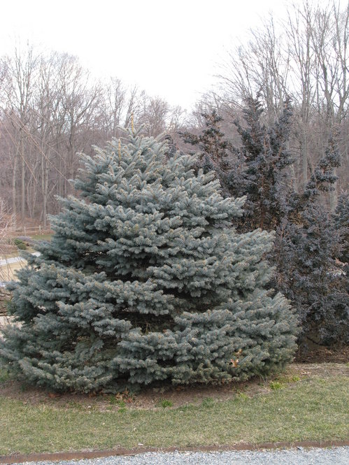 This cultivar of Colorado spruce (Picea pungens ‘Hunnewelliana’) has a compact form and steely blue foliage.