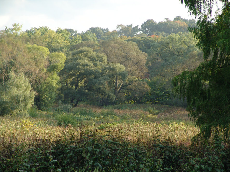 An open meadow with trees in the background