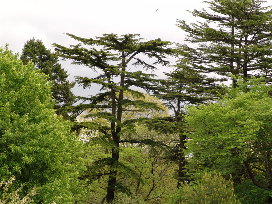 Tall tree canopies in spring