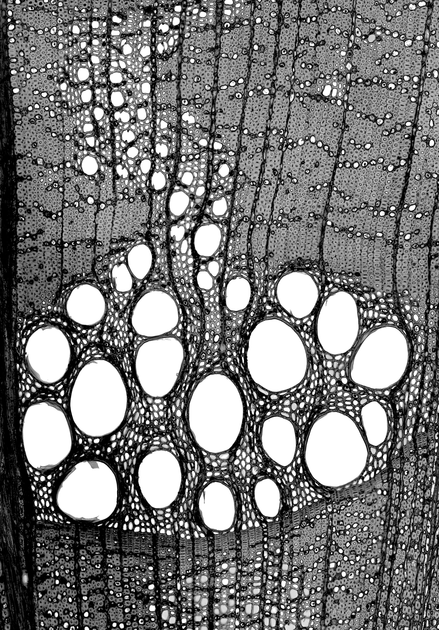 Wood cross section under magnification